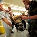 Military working dog medicine