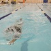 Soldiers, Airmen compete for foreign badge