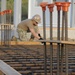 NMCB 133 Seabees begin SESEF Construction