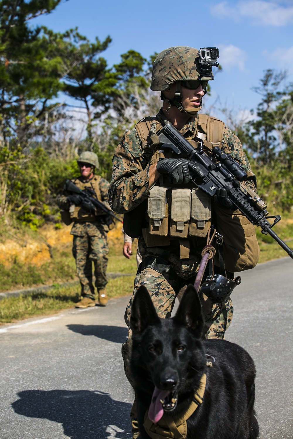 Military Working Dogs play vital role locating Marines