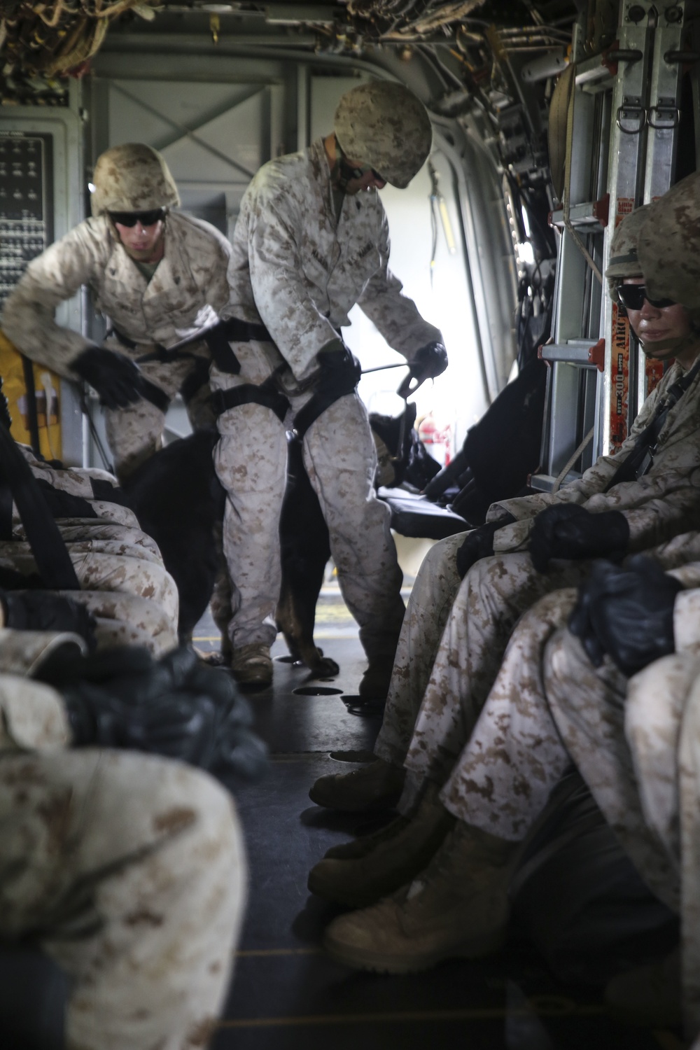 3rd LE Bn Fast-ropes with dogs