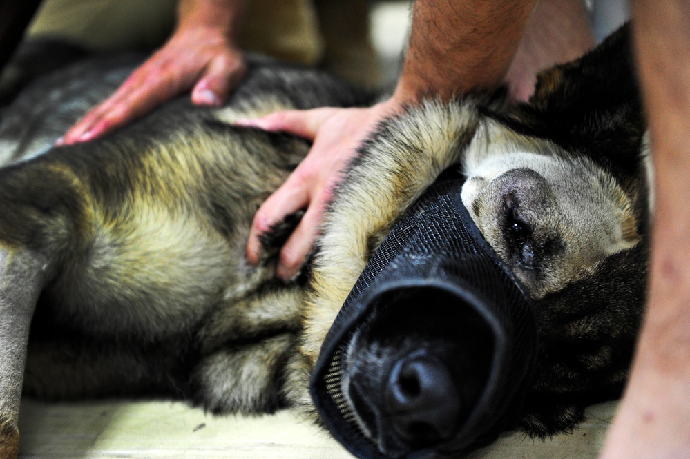 K-9 expeditionary medical surgery