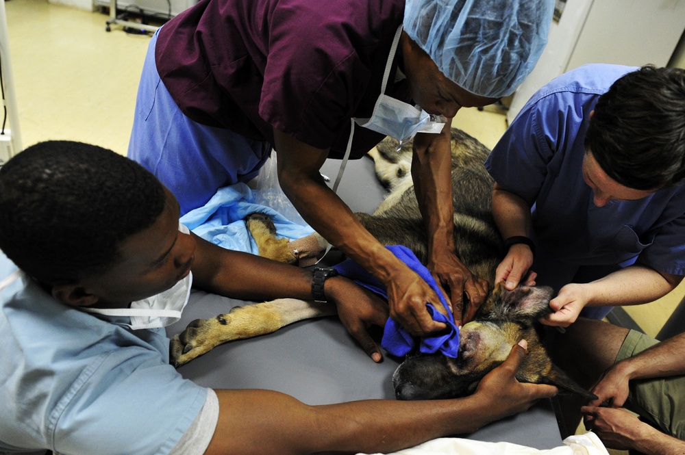 K-9 expeditionary medical surgery