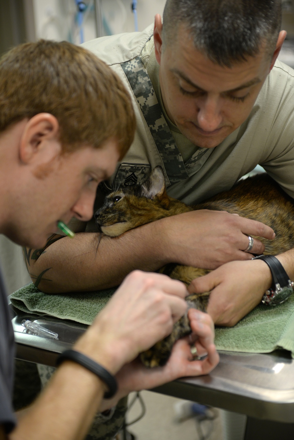 Feline dental cleaning