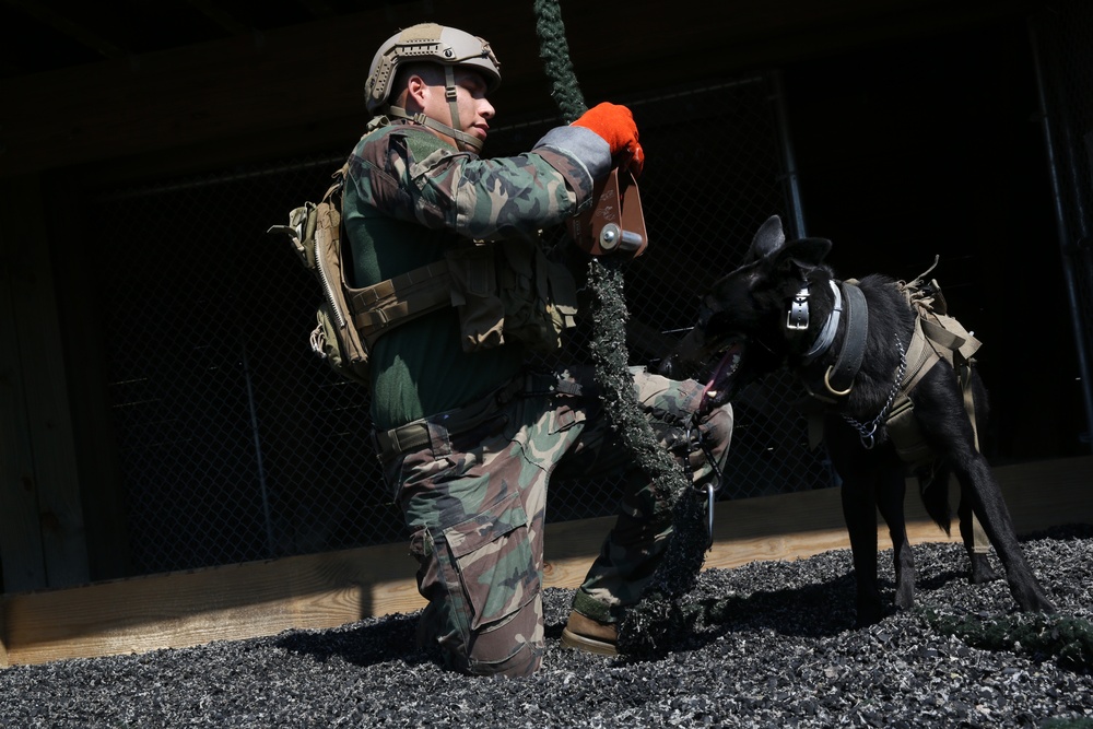 MARSOC Multi-Purpose Canine Handlers Train for the Unforseen
