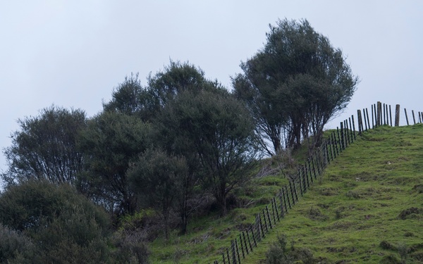 Multinational forces tackle Exercise Kiwi Koru challenges