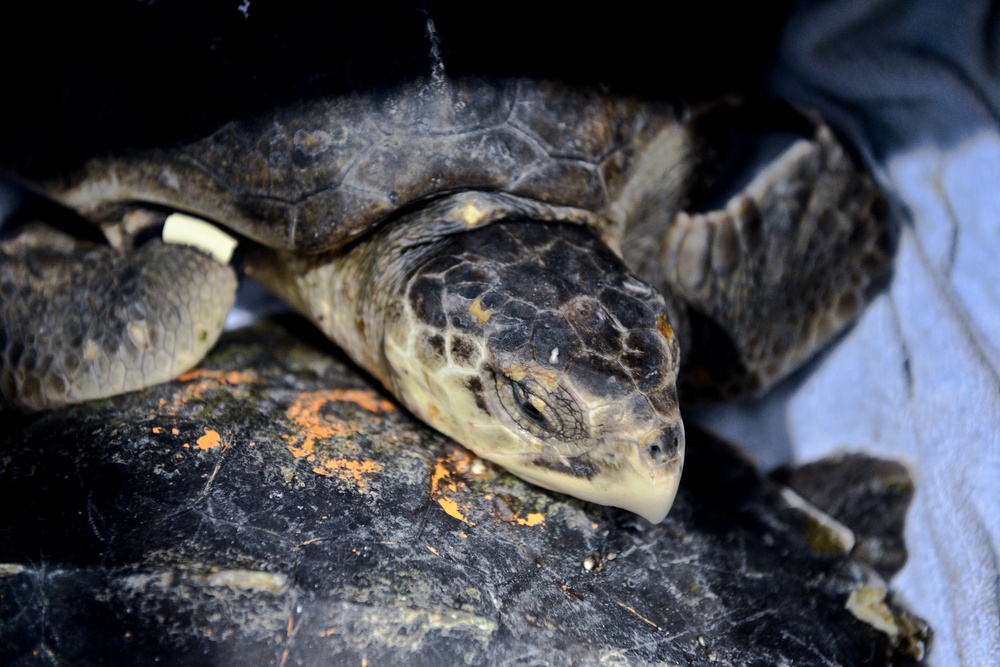 Coast Guard helps rescue, transport 193 endangered sea turtles