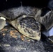 Coast Guard helps rescue, transport 193 endangered sea turtles
