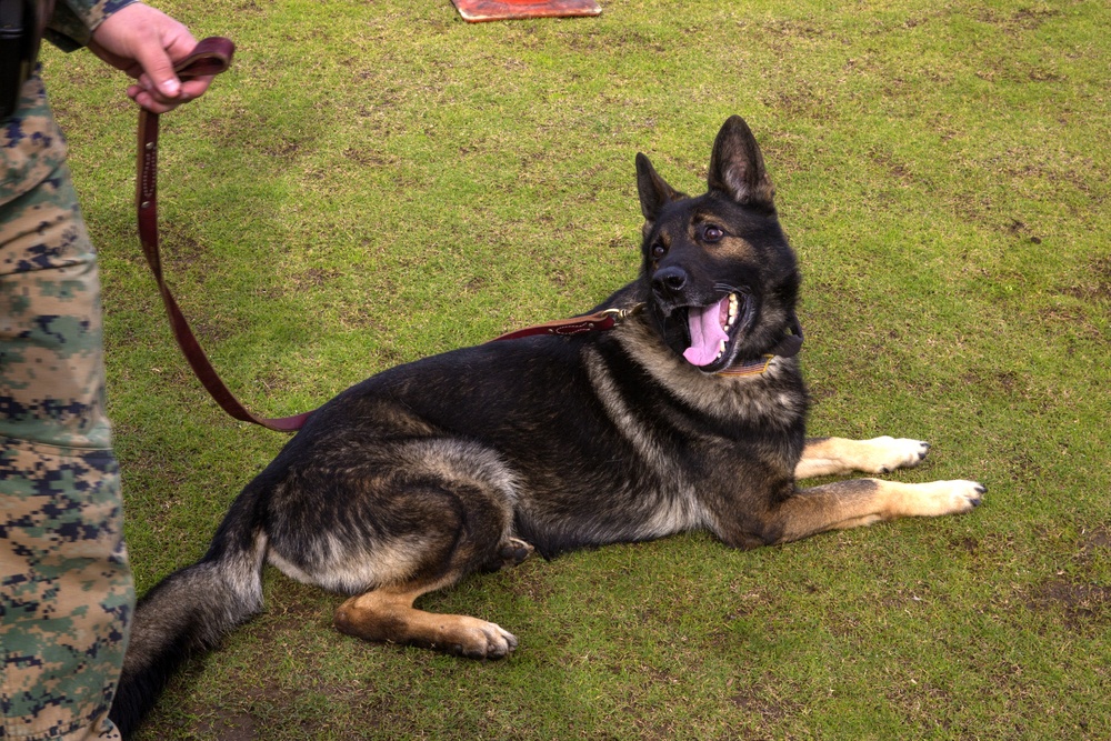 Taking a bite out of crime: military working dogs sink teeth into training