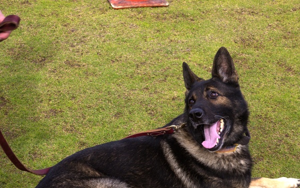 Taking a bite out of crime: military working dogs sink teeth into training