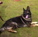 Taking a bite out of crime: military working dogs sink teeth into training