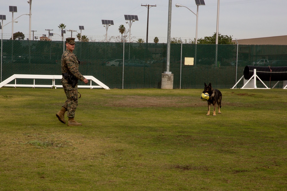 Taking a bite out of crime: military working dogs sink teeth into training