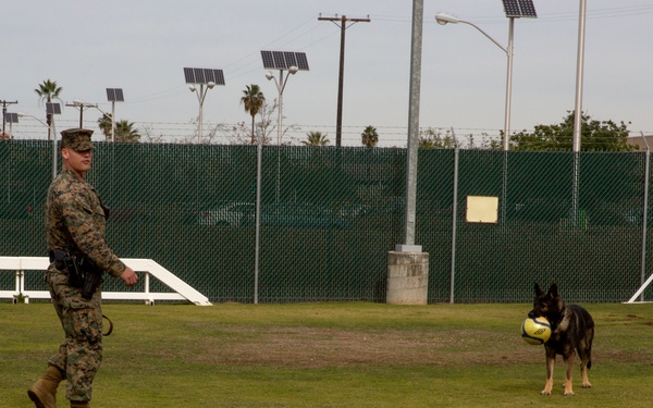 Taking a bite out of crime: military working dogs sink teeth into training