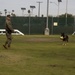 Taking a bite out of crime: military working dogs sink teeth into training