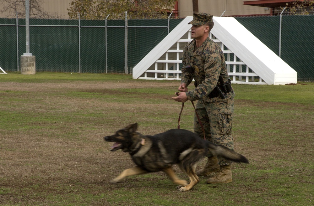 Taking a bite out of crime: military working dogs sink teeth into training