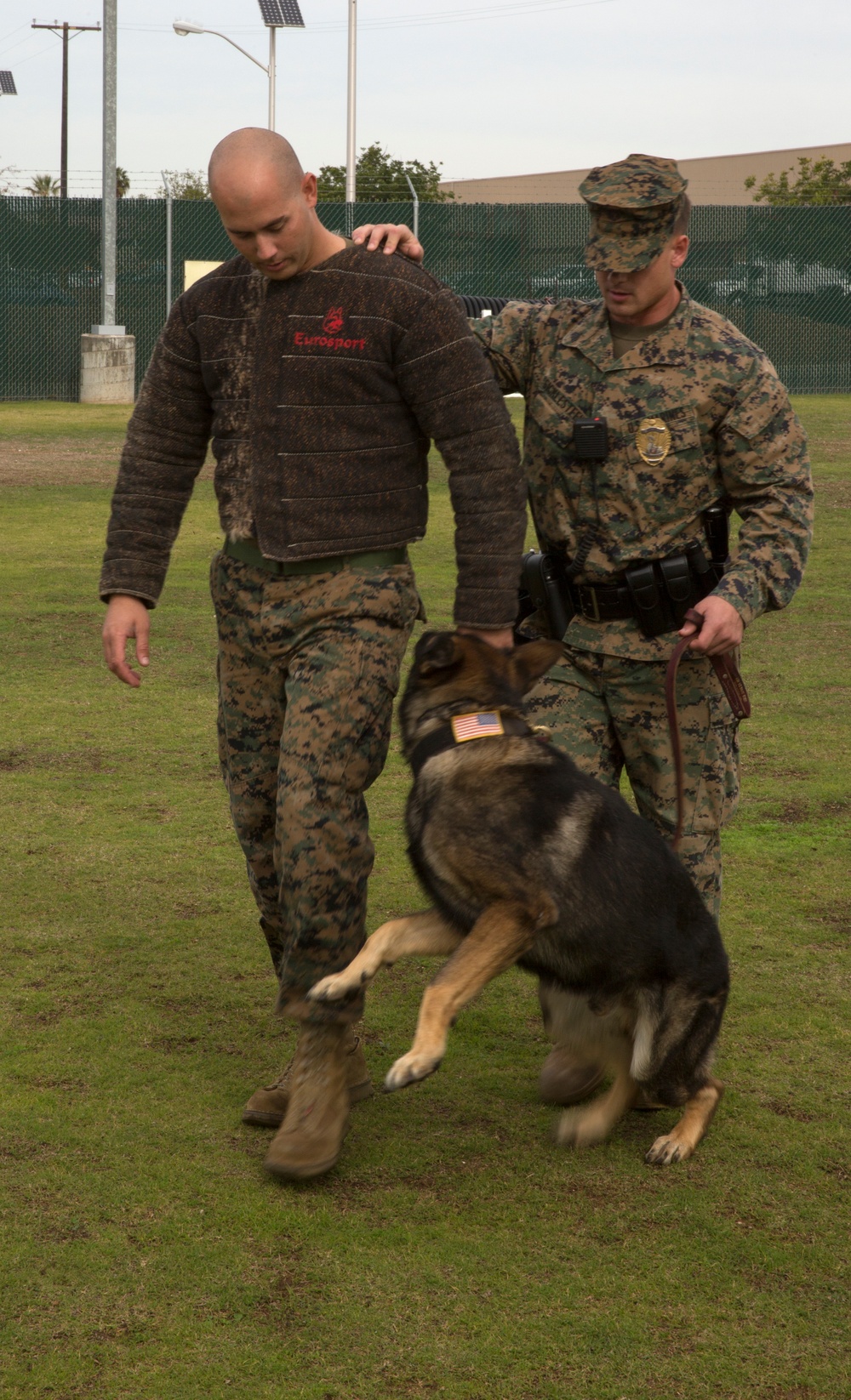 Taking a bite out of crime: military working dogs sink teeth into training