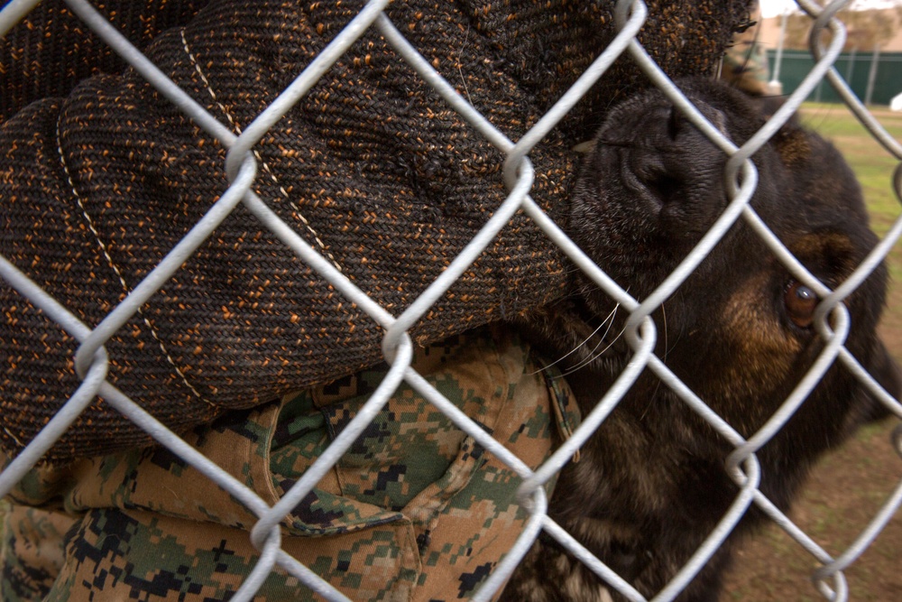 Taking a bite out of crime: military working dogs sink teeth into training