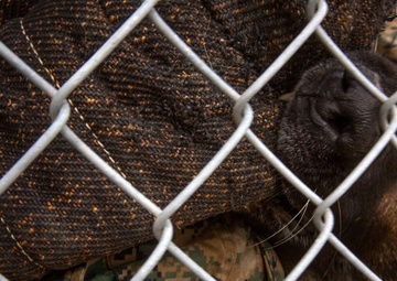 Taking a bite out of crime: military working dogs sink teeth into training
