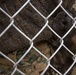 Taking a bite out of crime: military working dogs sink teeth into training