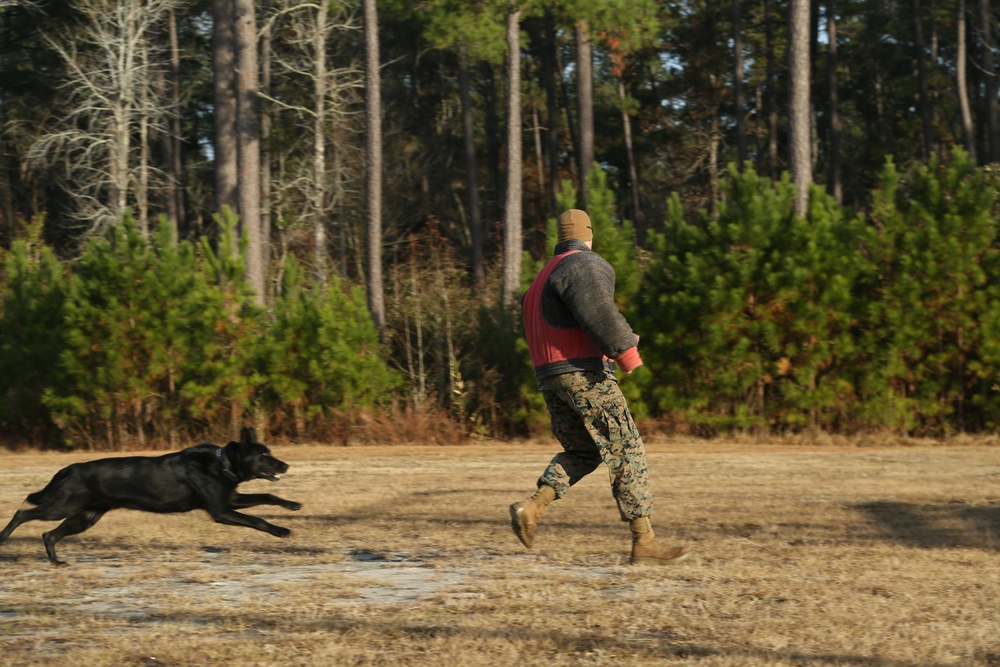 Dog handlers display K-9 training to NJROTC