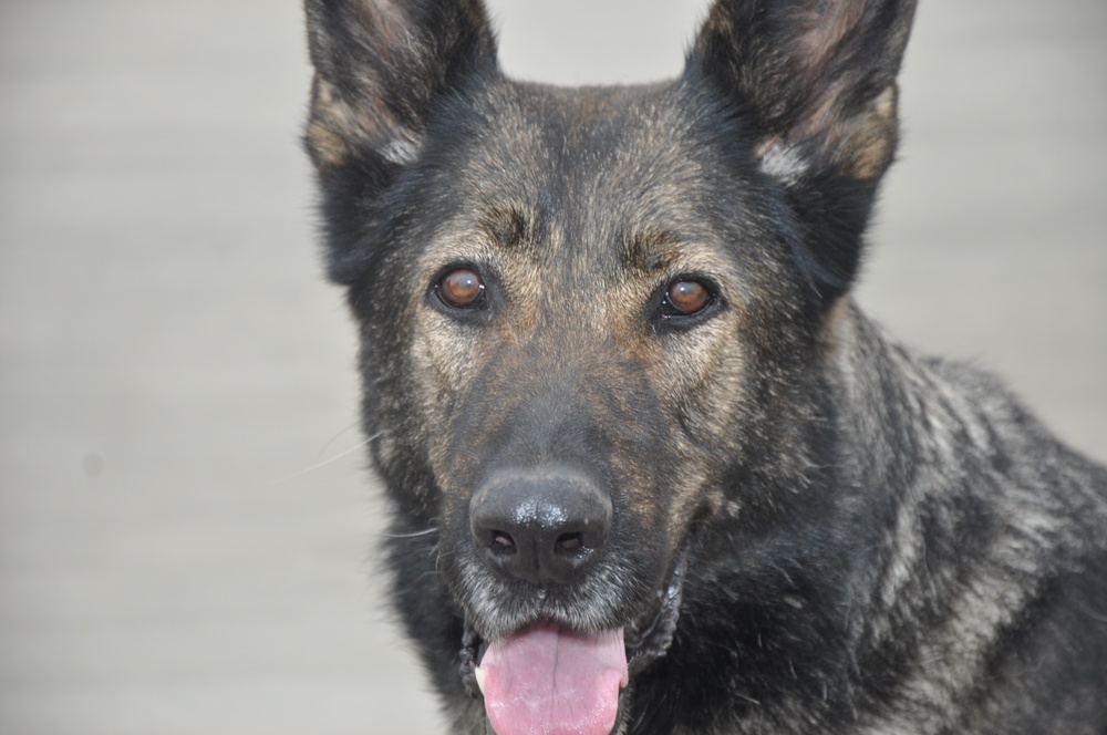 K-9 Officer Uff retires