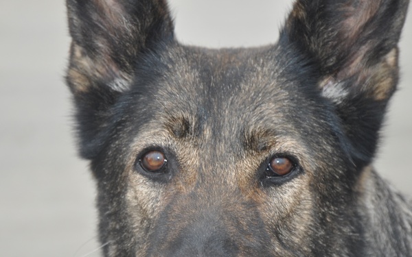 K-9 Officer Uff retires