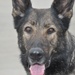 K-9 Officer Uff retires