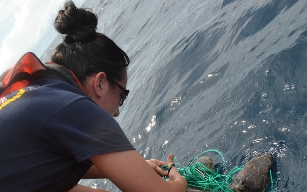 Coast Guard cutter crew rescues sea turtles, dolphin off Central America