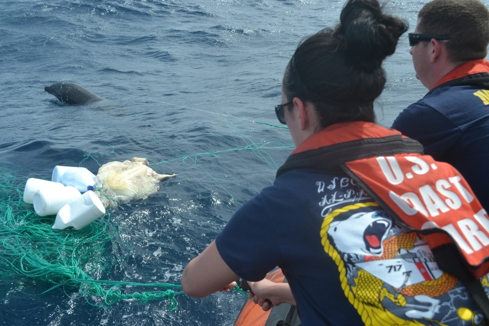 Coast Guard crew rescues sea turtles, dolphin off Central America