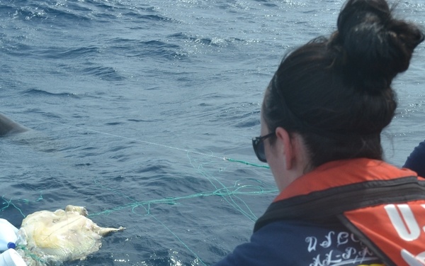 Coast Guard crew rescues sea turtles, dolphin off Central America
