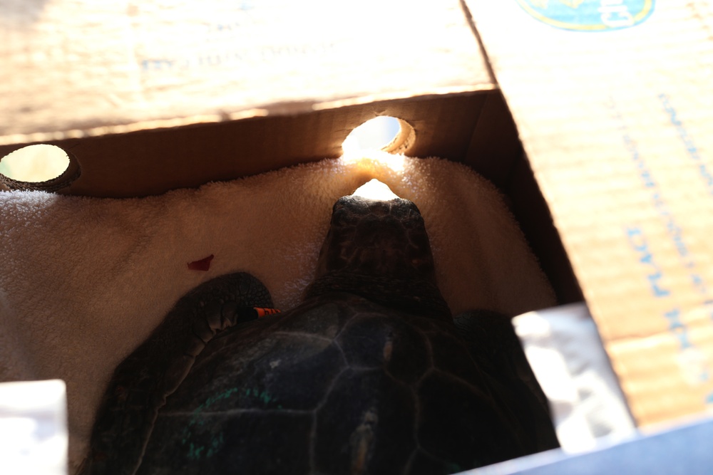 Coast Guard helps rescue, transport 85 endangered sea turtles