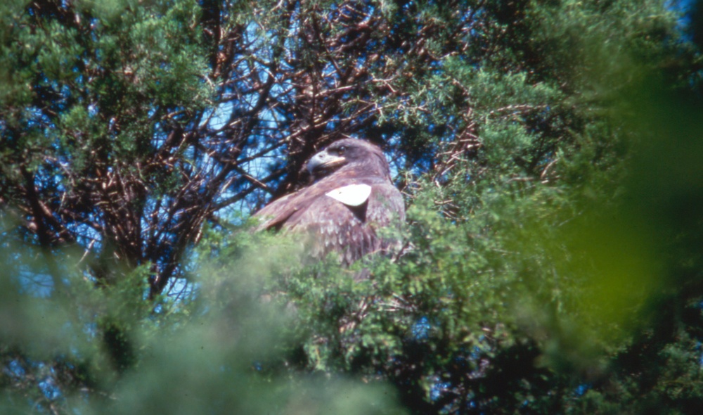Restoring American Bald Eagle to upper Cumberland region a tall tale