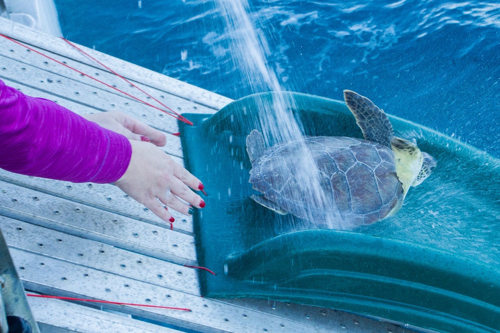 Coast Guard assists sea turtle release