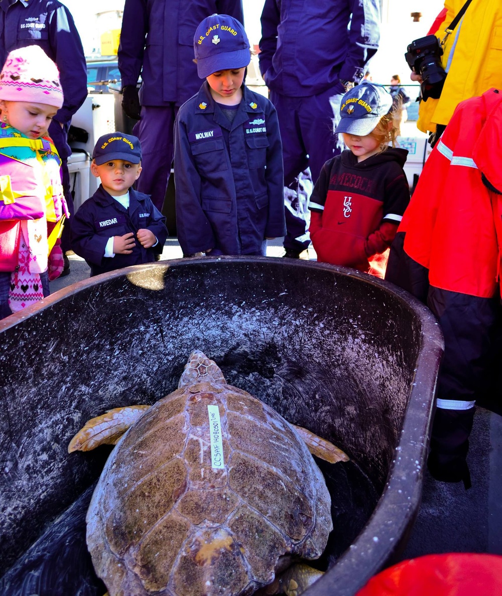 Coast Guard assists sea turtle release