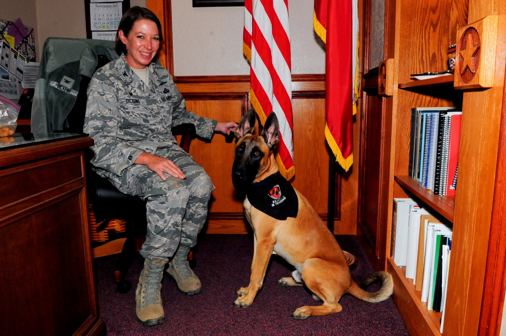 Airmen open hearts, homes to future military working dogs