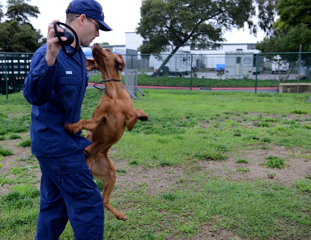 MSST San Francisco (91105) K-9 training