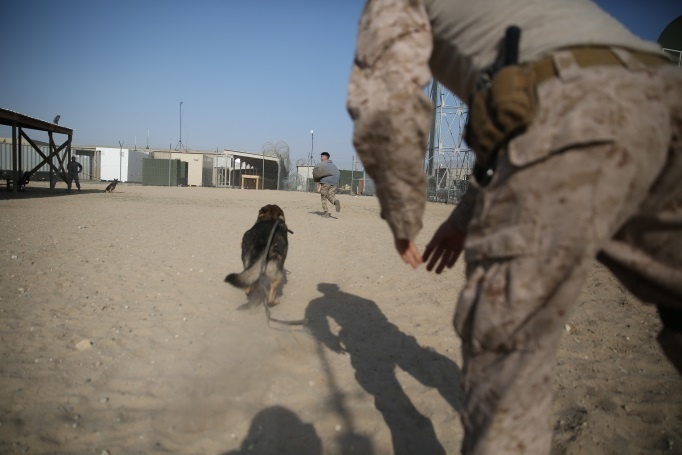 U.S. Marine Cpl. Jacob Buck, a working dog handler releases his working dog, Max, to attack and apprehend a simulated fleeing target in the Central Command area of operations, Dec. 28, 2014