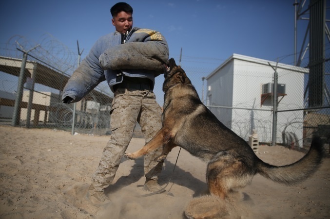U.S. Marine Cpl. William Perkins, acting as a simulated suspect wrestles with a military working dog during controlled aggression training in the Central Command area of operations, Dec. 28, 2014