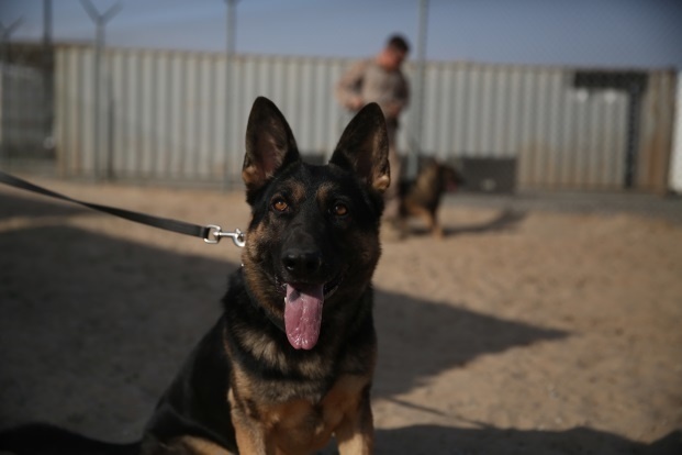 Marine working dog Akim waits patiently for the command to attack during a training session, in the Central Command area of operations, Dec. 28, 2014