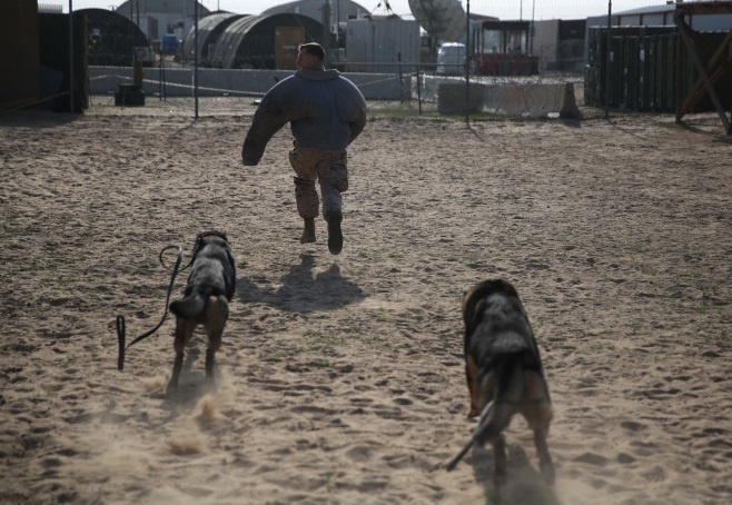 Marine working dogs Max and Akim chase a simulated fleeing target in the Central Command area of operations, Dec. 28, 2014