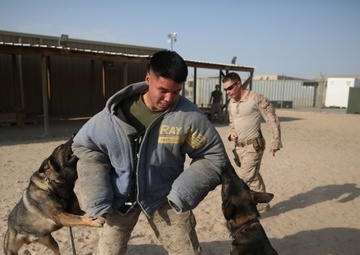 Marine Corps working dogs Max and Akim attempt to apprehend a simulated target in the Central Command area of operations, Dec. 28, 2014