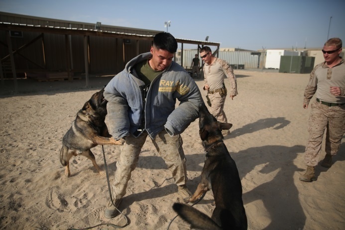 Marine Corps working dogs Max and Akim attempt to apprehend a simulated target in the Central Command area of operations, Dec. 28, 2014