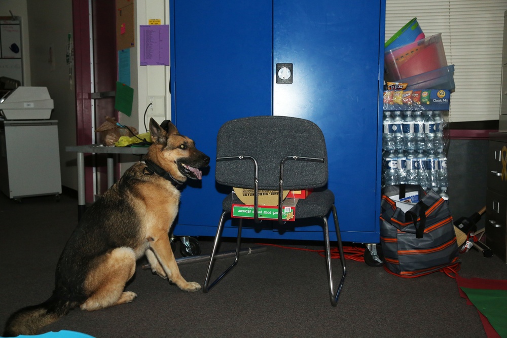 PMO K9 division maintains readiness with night training