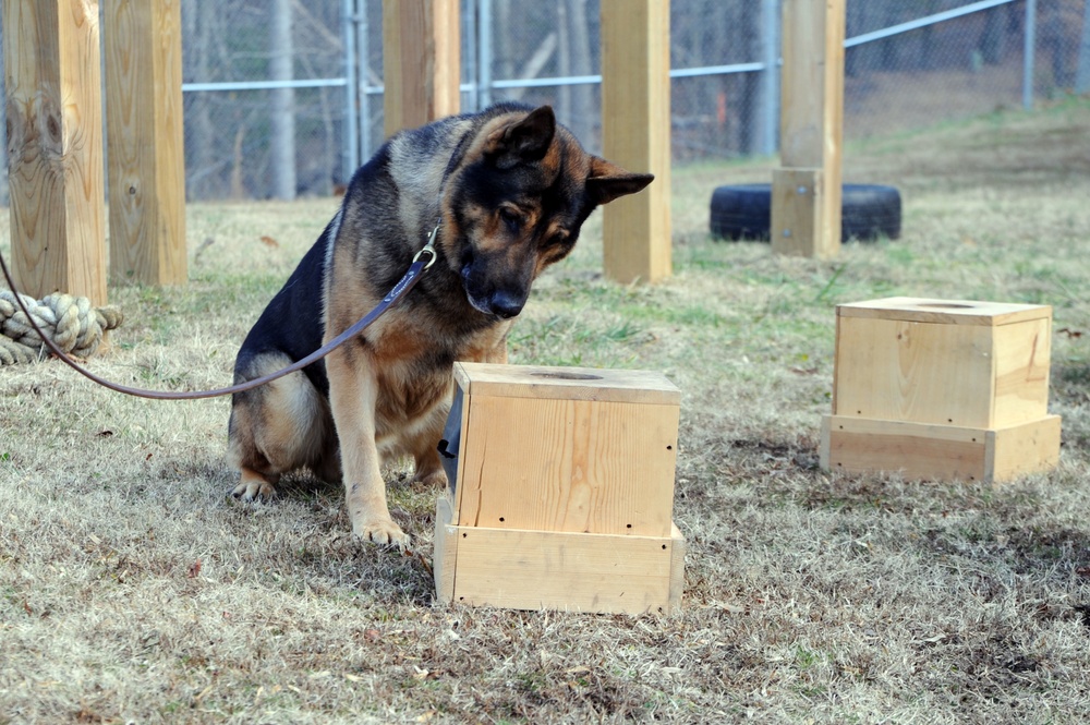 The dogs of Marine Corps Base Quantico Provost Marshal's Office demonstrate their skills