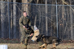 The dogs of Marine Corps Base Quantico Provost Marshal's Office demonstrate their skills