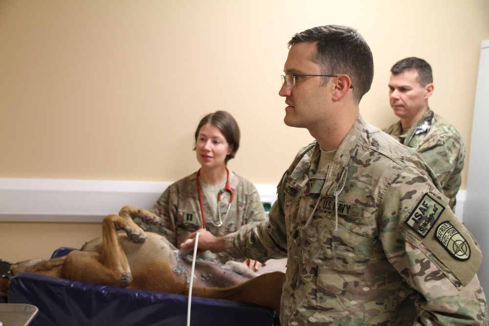 Canine Ultrasound in Afghanistan