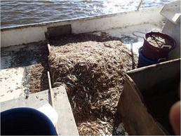 Coast Guard, National Marine Fisheries Service seize 2,700 pounds of shrimp near Cameron, Louisiana