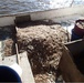 Coast Guard, National Marine Fisheries Service seize 2,700 pounds of shrimp near Cameron, Louisiana