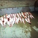 Red snapper recovered from seized lancha