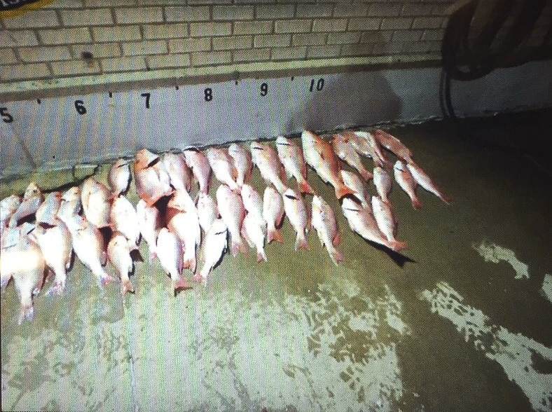 Red snapper recovered from seized lancha